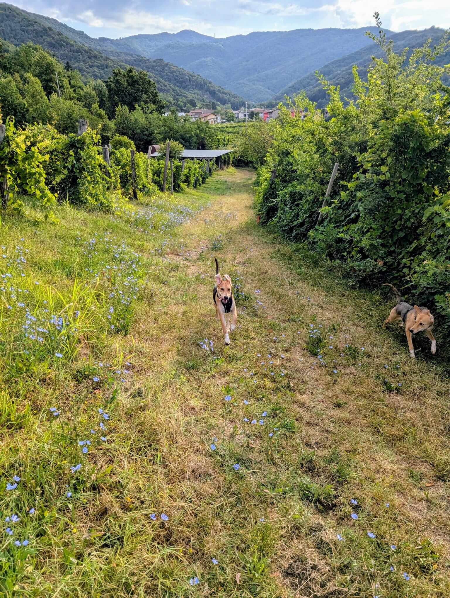 dogs